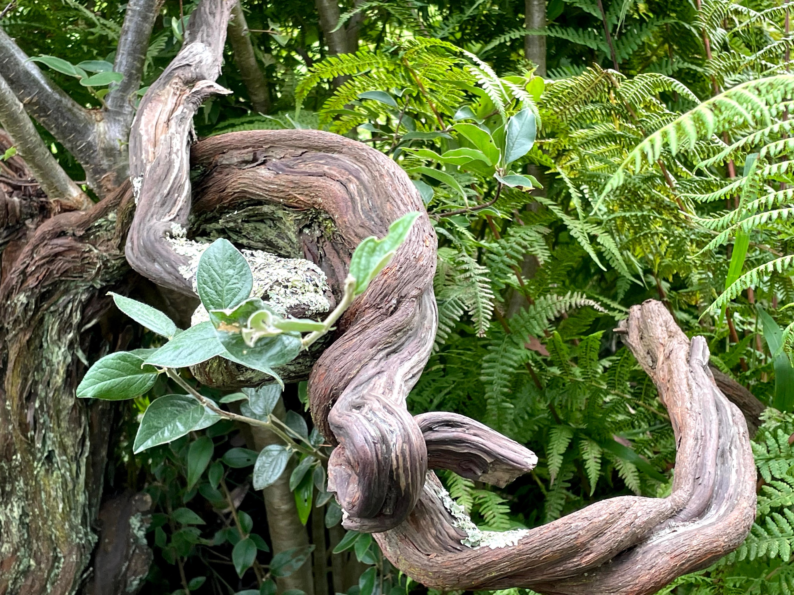 Plants And Foliage